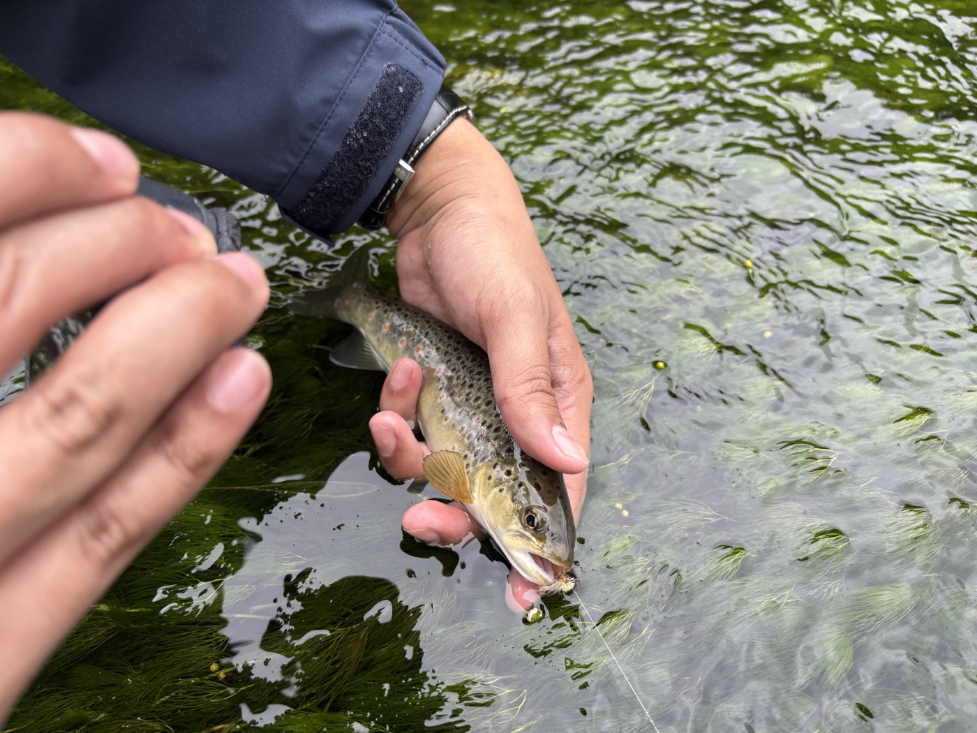 brown trout