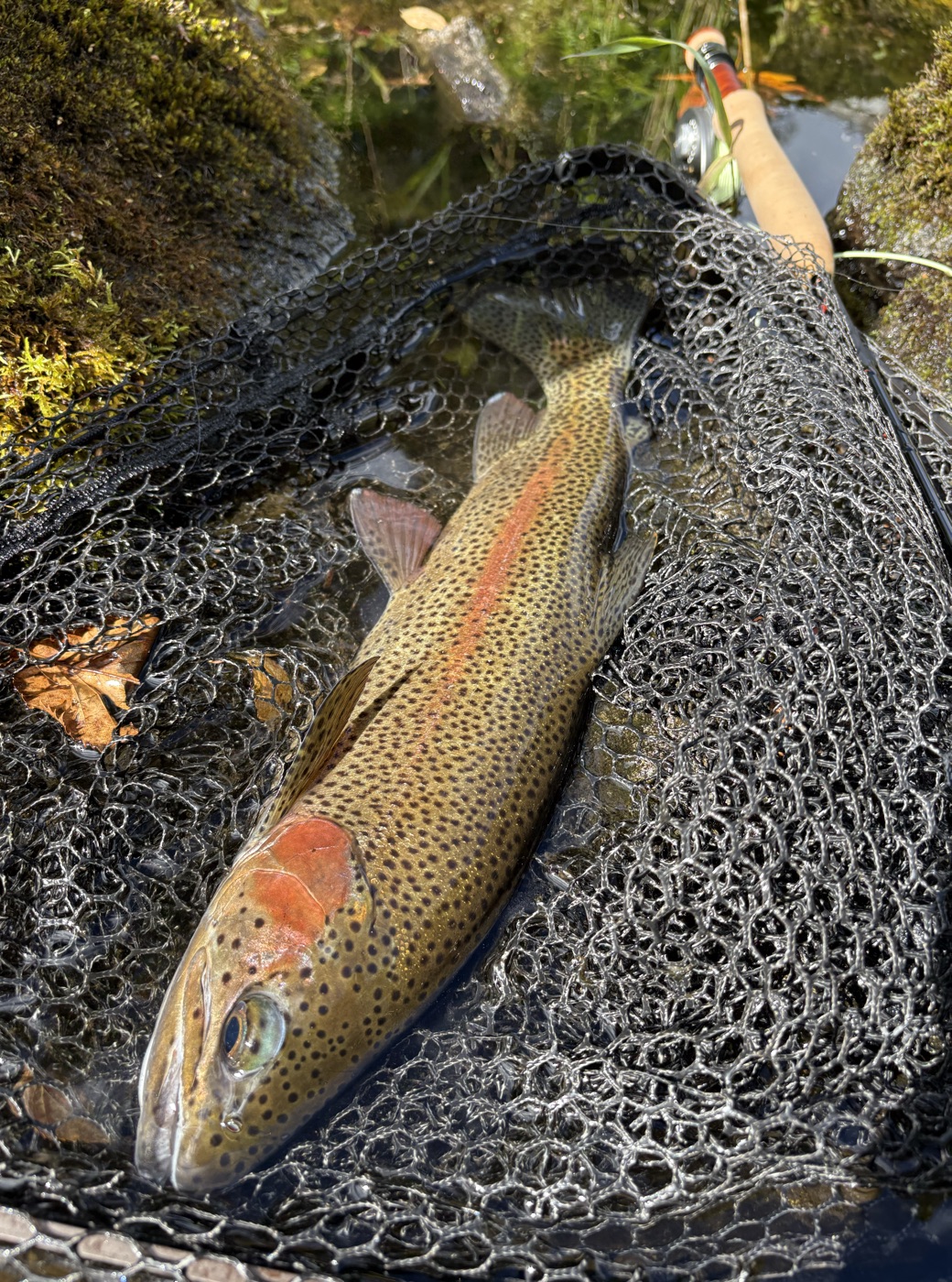 rainbow trout